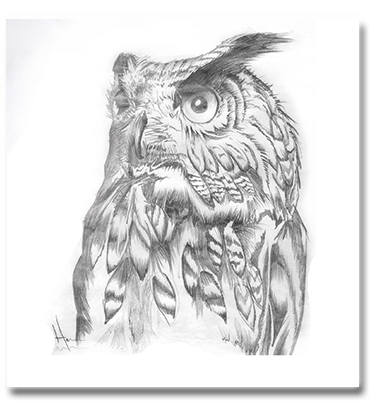 owl